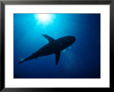 Sunlight Through Water Silhouettes A Passing Shark by Wolcott Henry Pricing Limited Edition Print image