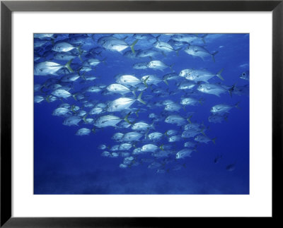 School Of Jacks by Karen Schulman Pricing Limited Edition Print image