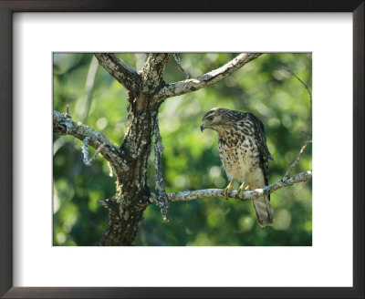 Red-Shouldered Hawk Perches In A Tree On Floridas Gulf Coast by Klaus Nigge Pricing Limited Edition Print image