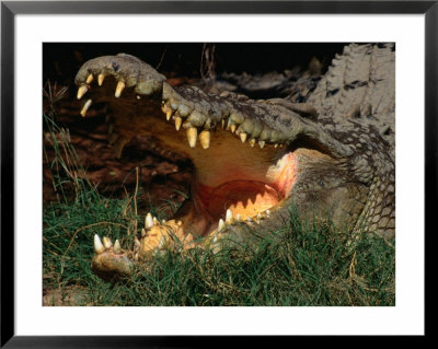 Saltwater Crocodile (Crocodylus Porosus), Kakadu National Park, Australia by Mitch Reardon Pricing Limited Edition Print image