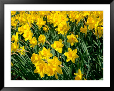 Yellow Daffodils, Elmira College, New York, Usa by Lisa S. Engelbrecht Pricing Limited Edition Print image