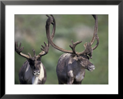 Bull Caribou On Thorofare Pass, Denali National Park, Alaska, Usa by Paul Souders Pricing Limited Edition Print image