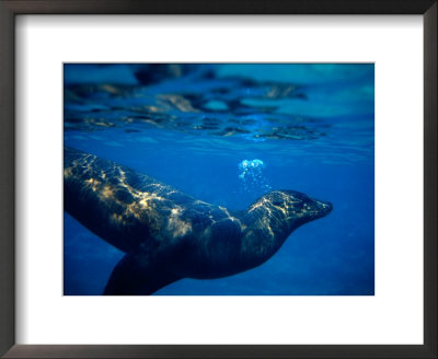 Galapagos Sea Lion (Zalophus Californianus), Ecuador by Richard I'anson Pricing Limited Edition Print image