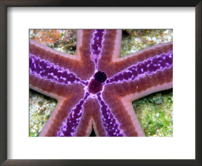 A Close View Of A Beautiful Lavender-Colored Starfish by Wolcott Henry Pricing Limited Edition Print image