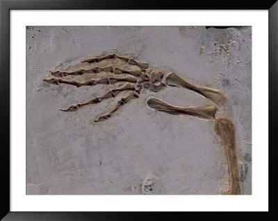 Fossil Of Lizard-Like Creature, China by O. Louis Mazzatenta Pricing Limited Edition Print image