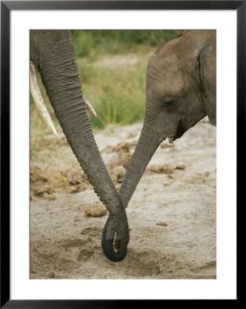 A Juvenile African Elephant Joins Trunks With Its Parent by Roy Toft Pricing Limited Edition Print image
