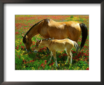 Horse And Foal Grazing by Gail Dohrmann Pricing Limited Edition Print image