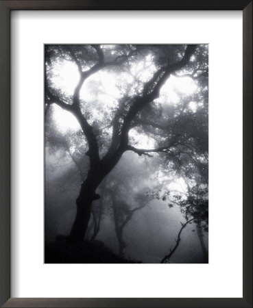 Mist Filled Forest by John Glembin Pricing Limited Edition Print image