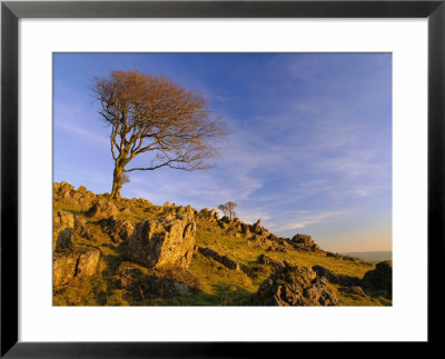 Bare Tree On Stony Outcrop, Parwich, Hartington, Derbyshire, England by Pearl Bucknell Pricing Limited Edition Print image