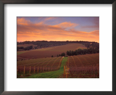 Early Spring Over Knutsen Vineyards In Red Hills, Oregon, Usa by Janis Miglavs Pricing Limited Edition Print image