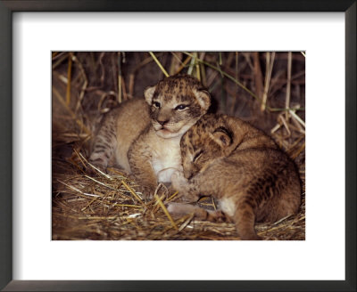 Baby Lion Cubs by Beverly Joubert Pricing Limited Edition Print image
