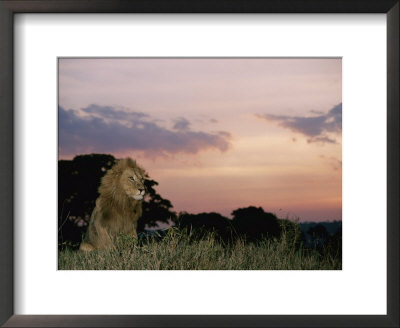 A Male African Lion Looks Out Over Its Territory At Twilight by Roy Toft Pricing Limited Edition Print image