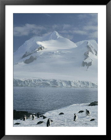 Chin Strap Penguins Congregate On A Snow-Covered Shoreline by Tom Murphy Pricing Limited Edition Print image