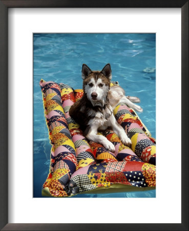 Dog Floating On Raft In Swimming Pool by Chris Minerva Pricing Limited Edition Print image