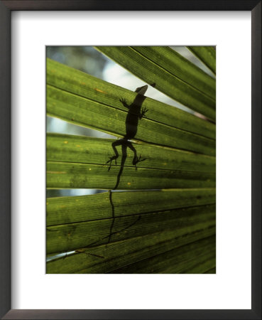 Lizard by Chip Henderson Pricing Limited Edition Print image