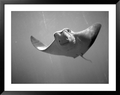 Cownose Stingray by Henry Horenstein Pricing Limited Edition Print image