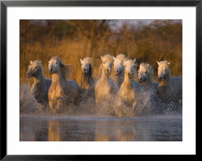 White Camargue Horse Running In Water, Provence, France by Jim Zuckerman Pricing Limited Edition Print image