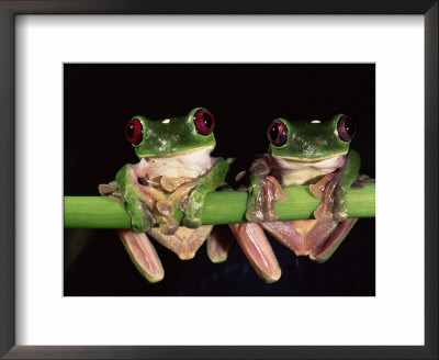 Maroon Eyed Leaf Frogs, Esmeraldas, Ecuador by Pete Oxford Pricing Limited Edition Print image