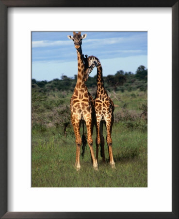 Male Giraffes (Giraffa Camelopardalis), Ngorongoro Conservation Area, Arusha, Tanzania by Mitch Reardon Pricing Limited Edition Print image