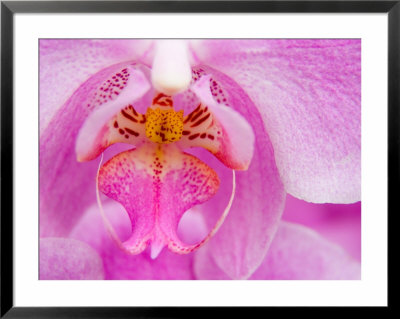 Pink Orchid In The Phalaenopsis Family, San Francisco, Ca Usa by Julie Eggers Pricing Limited Edition Print image