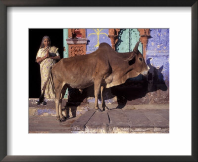Horned Animal In Jodtiphur, India by Judith Haden Pricing Limited Edition Print image