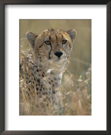 A Cheetah Hides In The Brush by Roy Toft Pricing Limited Edition Print image