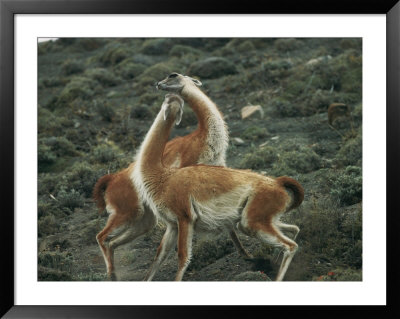 A Pair Of Guanacos Strike A Dance-Like Pose by Skip Brown Pricing Limited Edition Print image