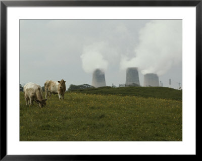 Cows Graze Near A Nuclear Power Plant by Karen Kasmauski Pricing Limited Edition Print image
