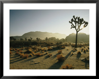 Silhouetted Joshua Trees At Twilight In The Desert by Kate Thompson Pricing Limited Edition Print image
