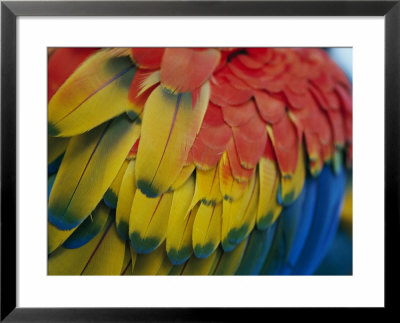 A Close-Up View Of A Parrots Rainbow Feathers by Todd Gipstein Pricing Limited Edition Print image