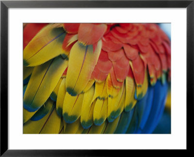 A Close-Up View Of A Parrots Rainbow Feathers by Todd Gipstein Pricing Limited Edition Print image
