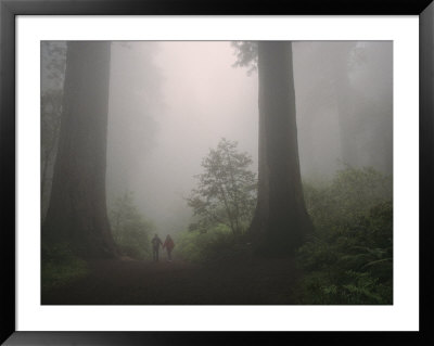 Foggy Forest View With A Couple Walking Between Giant Redwood Trees by Melissa Farlow Pricing Limited Edition Print image