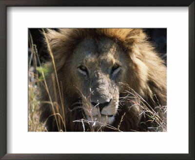 Male Lion (Panthera Leo) Mara Game Reserve, Kenya by Ralph Reinhold Pricing Limited Edition Print image