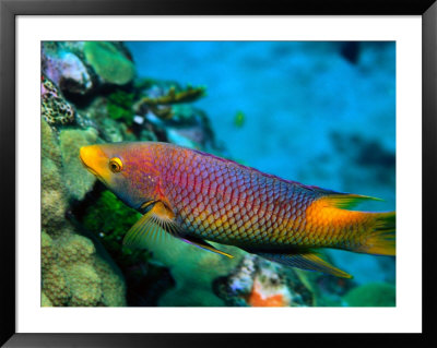 Spanish Hogfish, Florida Keys by Larry Lipsky Pricing Limited Edition Print image