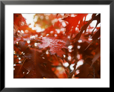 Raindrops On Oak Leaves by Gary Conner Pricing Limited Edition Print image