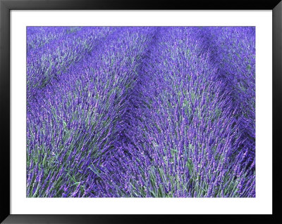Lavender Field, Sequim, Olympic National Park, Washington, Usa by Charles Sleicher Pricing Limited Edition Print image