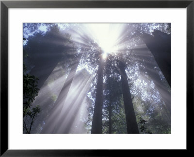 God Beams In Fog, Giant Redwoods, Del Norte Coast State Park, California, Usa by Jamie & Judy Wild Pricing Limited Edition Print image