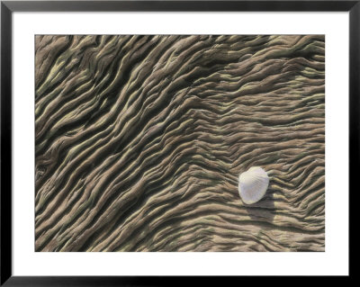 A Seashell Lies On A Deeply Grooved Piece Of Driftwood by Annie Griffiths Belt Pricing Limited Edition Print image