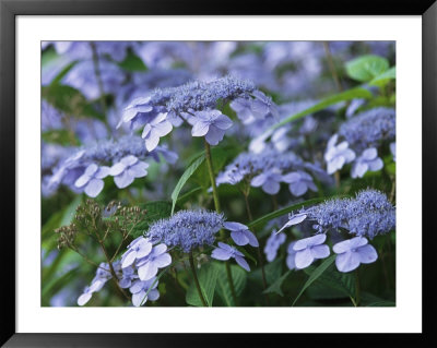 Lace Cap Hydrangeas In Bloom by Darlyne A. Murawski Pricing Limited Edition Print image