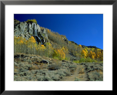 Fall Foliage Near Waterfall, Sierra Nevada Mts, Ca by Jim Vitali Pricing Limited Edition Print image