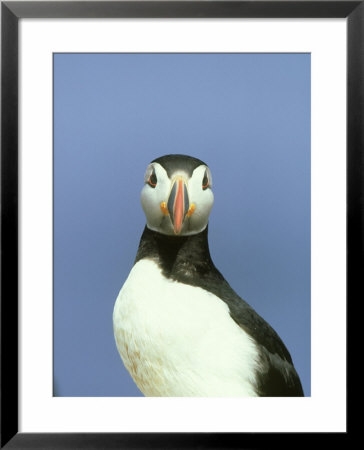Atlantic Puffin, Portrait Of Adult, Scotland by Mark Hamblin Pricing Limited Edition Print image