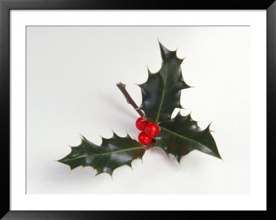Christmas Holly With Berries by John James Wood Pricing Limited Edition Print image