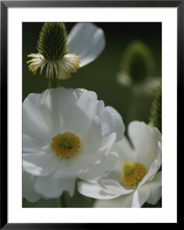 Close View Of White Flowers In Bloom by Annie Griffiths Belt Pricing Limited Edition Print image
