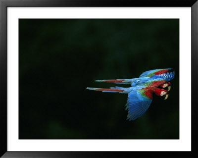 A Mated Pair Of Red-And-Green Macaws Fly In Unison by Joel Sartore Pricing Limited Edition Print image