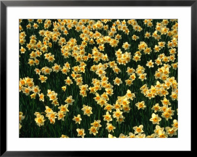 Daffodils In Field, United States Of America by Chris Mellor Pricing Limited Edition Print image