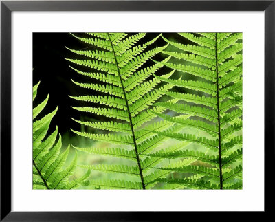 Ferns, Male, Scotland by Iain Sarjeant Pricing Limited Edition Print image