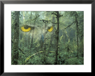 Montage, Owl, Forest, Oregon, Usa by Nancy Rotenberg Pricing Limited Edition Print image