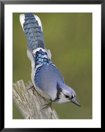 Close-Up Of Blue Jay On Dead Tree Limb, Rondeau Provincial Park, Ontario, Canada by Arthur Morris Pricing Limited Edition Print image