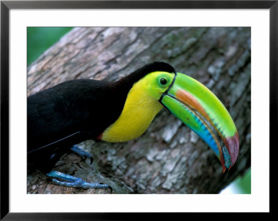 Keel-Billed Tucan With Cicada Approaching Nest, Barro Colorado Island, Panama by Christian Ziegler Pricing Limited Edition Print image