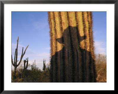 The Shadow Of A Cowboy Cast Against A Giant Saguaro Cactus by Joel Sartore Pricing Limited Edition Print image